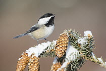 Black-capped Chickadee (Poecile atricapillus) calling in winter, Yaak, Montana