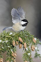 Black-capped Chickadee (Poecile atricapillus) flapping in winter, Yaak, Montana