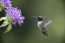 Black-chinned Hummingbird (Archilochus alexandri) male feeding on Bergamot (Monarda sp) flower nectar, Troy, Montana