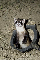 Black-footed Ferret (Mustela nigripes) emerging from burrow at night, electronic chip reader at burrow entrance reads chip, noting which individual has passed, UL Bend National Wildlife Refuge, Montan...
