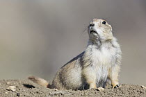Black-tailed Prairie Dog (Cynomys ludovicianus), Charles M. Russell National Wildlife Refuge, eastern Montana