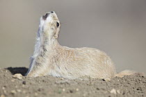 Black-tailed Prairie Dog (Cynomys ludovicianus) calling, Charles M. Russell National Wildlife Refuge, eastern Montana