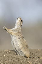 Black-tailed Prairie Dog (Cynomys ludovicianus) calling, Charles M. Russell National Wildlife Refuge, eastern Montana