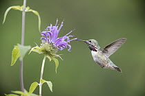 Calliope Hummingbird (Stellula calliope) male feeding on flower nectar, Troy, Montana
