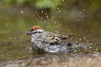 Chipping Sparrow (Spizella passerina) bathing, Troy, Montana