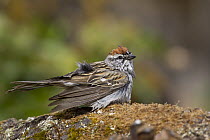 Chipping Sparrow (Spizella passerina) drying after bath, Troy, Montana