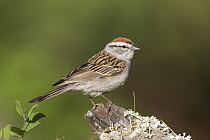 Chipping Sparrow (Spizella passerina), Troy, Montana