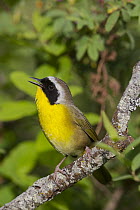 Common Yellowthroat (Geothlypis trichas) male calling, Troy, Montana
