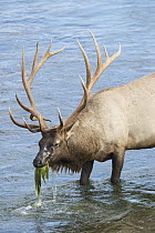 Elk (Cervus elaphus) bull feeding on aquatic vegetation, central Montana