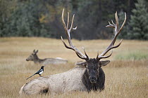 Elk (Cervus elaphus) bull with Black-billed Magpie (Pica hudsonia) and female, Alberta, Canada