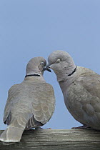 Eurasian Collared-Dove (Streptopelia decaocto) female and male courting, Moise, Montana