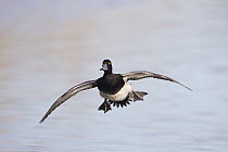 Lesser Scaup (Aythya affinis) male flying, central Montana