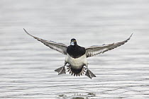 Lesser Scaup (Aythya affinis) male landing, central Montana