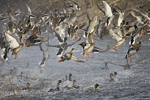 Mallard (Anas platyrhynchos) flock taking flight, Mission Creek, Moise, Montana