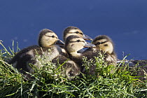 Mallard (Anas platyrhynchos) ducklings, Troy, Montana