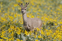 Mule Deer (Odocoileus hemionus) buck in Balsamroot Sunflower (Balsamorhiza sagittata) field, western Montana