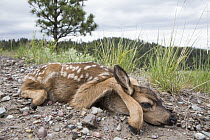 Mule Deer (Odocoileus hemionus) newborn fawn remaining motionless to hide, central Montana
