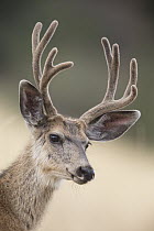 Mule Deer (Odocoileus hemionus) buck in velvet, summer, central Montana