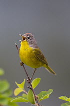 Nashville Warbler (Oreothlypis ruficapilla) male calling in spring, Troy, Montana