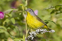 Nashville Warbler (Oreothlypis ruficapilla) male in spring, Troy, Montana