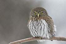 Mountain Pygmy-Owl (Glaucidium gnoma), Troy, Montana