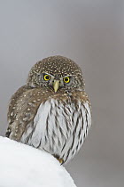 Mountain Pygmy-Owl (Glaucidium gnoma), Troy, Montana