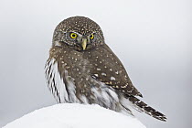 Mountain Pygmy-Owl (Glaucidium gnoma), Troy, Montana, Sequence 2 of 2
