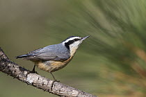 Red-breasted Nuthatch (Sitta canadensis), Troy, Montana