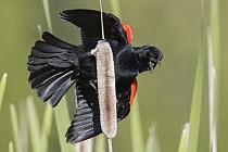 Red-winged Blackbird (Agelaius phoeniceus) male in territorial display, Troy, Montana