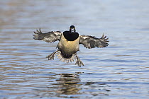 Ring-necked Duck (Aythya collaris) male landing, central Montana