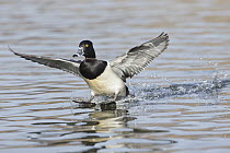 Ring-necked Duck (Aythya collaris) male landing, central Montana