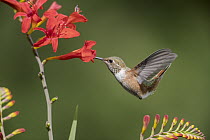 Rufous Hummingbird (Selasphorus rufus) female feeding on Crocosmia (Crocosmia sp) flower nectar, Troy, Montana
