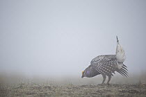 Sharp-tailed Grouse (Tympanuchus phasianellus) male displaying at lek in fog, eastern Montana