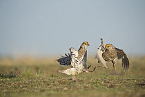 Sharp-tailed Grouse (Tympanuchus phasianellus) males fighting at lek, eastern Montana