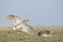 Sharp-tailed Grouse (Tympanuchus phasianellus) males fighting at lek, eastern Montana
