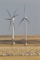 Snow Goose (Chen caerulescens) pair landing in agricultural field to feed, with wind turbines, central Montana