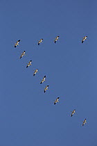 Snow Goose (Chen caerulescens) flock flying in formation, central Montana