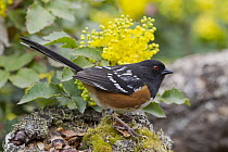 Spotted Towhee (Pipilo maculatus) in spring, Troy, Montana