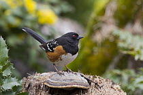 Spotted Towhee (Pipilo maculatus) in spring, Troy, Montana