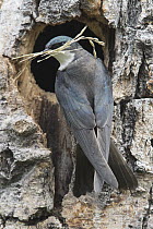 Tree Swallow (Tachycineta bicolor) carrying nesting material back to cavity nest, Moise, Montana