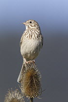Vesper Sparrow (Pooecetes gramineus) male on Teasel (Dipsacus sp), Moise, Montana