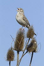 Vesper Sparrow (Pooecetes gramineus) male calling on Teasel (Dipsacus sp), Moise, Montana