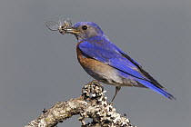 Western Bluebird (Sialia mexicana) male with insect prey, Troy, Montana