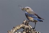 Western Bluebird (Sialia mexicana) female with insect prey, Troy, Montana