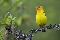 Western Tanager (Piranga ludoviciana) male in spring, Troy, Montana