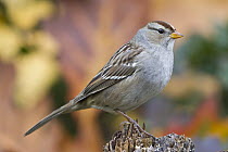 White-crowned Sparrow (Zonotrichia leucophrys) in fall, Troy, Montana