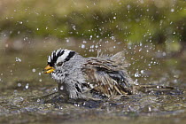 White-crowned Sparrow (Zonotrichia leucophrys) bathing, Troy, Montana