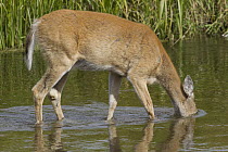 White-tailed Deer (Odocoileus virginianus) feeding on aquatic vegetation in creek, western Montana