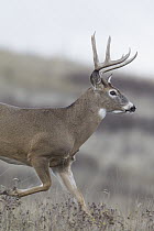White-tailed Deer (Odocoileus virginianus) buck running, central Montana