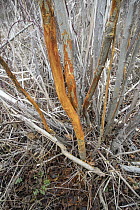 White-tailed Deer (Odocoileus virginianus) rubbed trees by bucks, western Montana